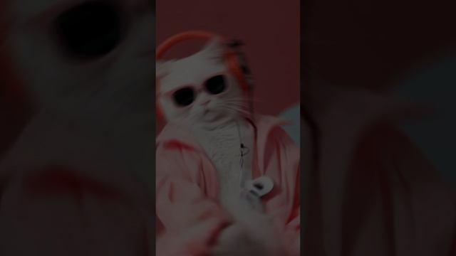 Кот диджей