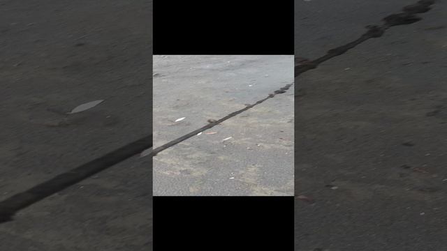 Мой сегодняшний улов на реке Кубань 😂😂😂