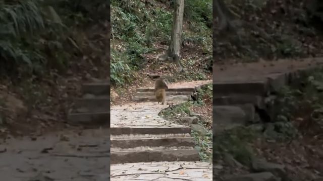 Обезьян прямобегущий