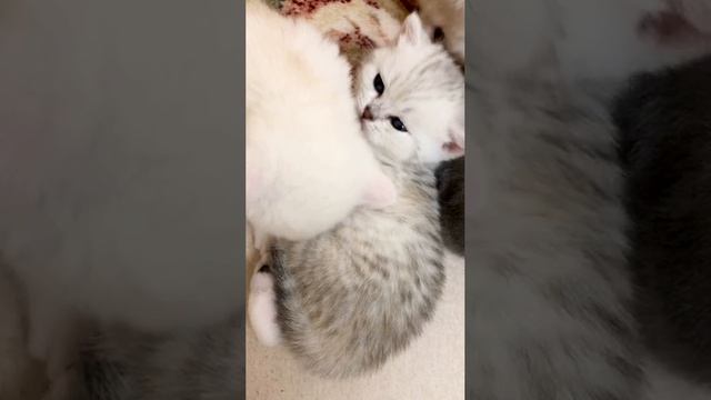 Котятам кошки Кайли 24 дня.