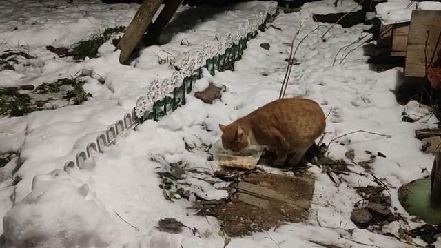 Рыжая кошка ужинает