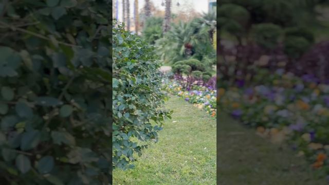 Утро любого Сочинца ☀️ Дорога на любимую работу ❤️