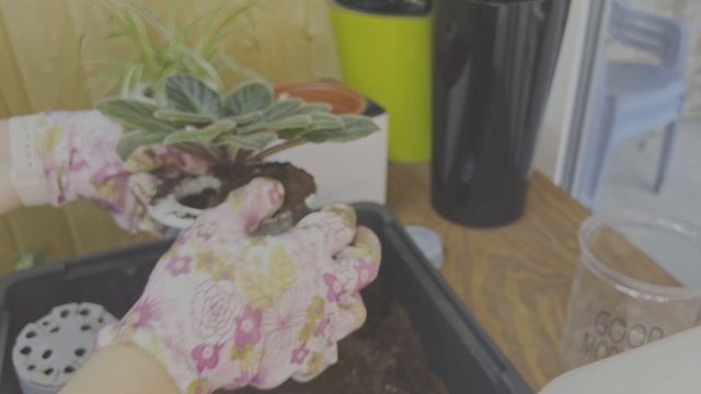 №87. Как реже поливать комнатные растения. Горшки с автополивом и способы полива растений в отпуске.