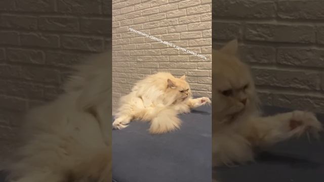 1000021609.mp4