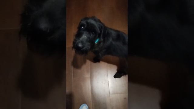 1000047115.mp4