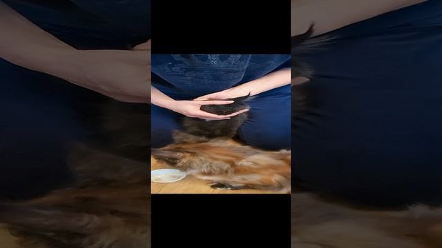 Как дать котенку таблетку