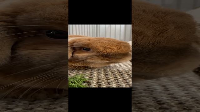 Залипайте)