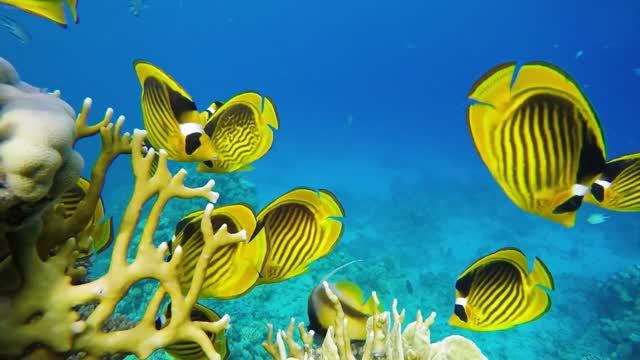 Mysterious Creatures That Live In The Deep Sea 4K (ULTRA HD) Coral Reefs & Colorful Sea Life