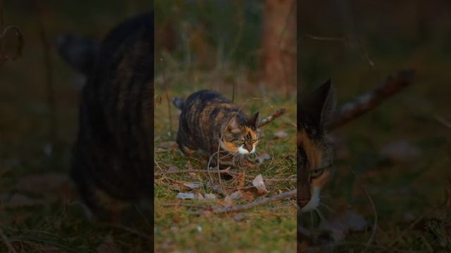 Его шубка так подходит для прогулок по осеннему лесу...