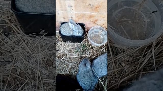 Кролик. Один в поле воин. #bunny #rabbitry #animals #rabbitfarming #farming #cute #rabbit #pets
