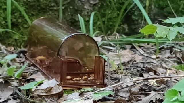 отпускаю мышку в августе