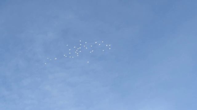 Лётные голуби 5