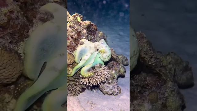Осьминог стремительно меняет цвета и текстуру кожи.