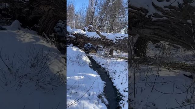 Поваленное дерево у ручья