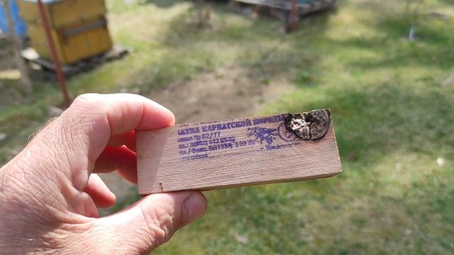 спросили, отвечаю про Кисловодскую карпатку