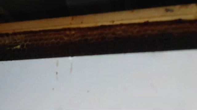 итог обработки пчел бипином.