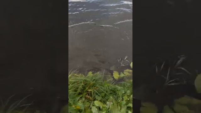 1000069360.mp4