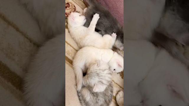 Котятам кошки Кайли 24 дня.