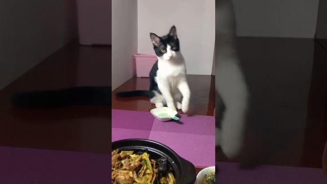 Котики