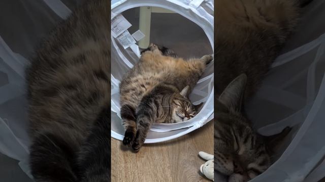 Шоб я так жил)