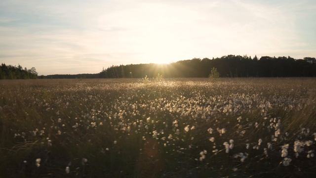 vecteezy_walkway-view-of-the-sun-shining-on-a-large-open-meadow_10292232