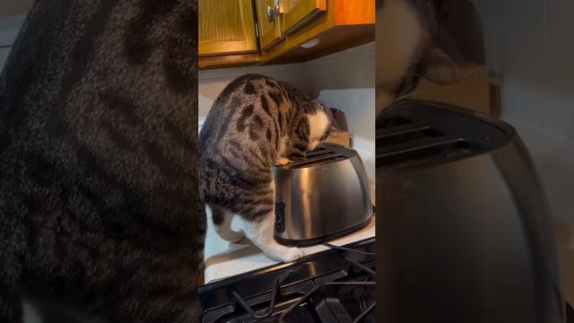 Котейка получает безграничный кредит доверия.