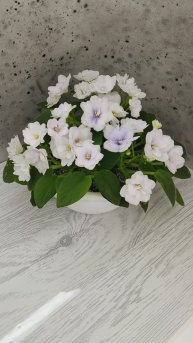 Фиалка трейлер ЛЕ-Крошка Смурф