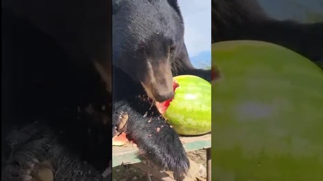 Медведя накормили арбузом 🍉