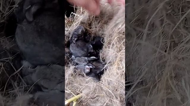 Кролики.  День Двенадцатый.#животные #домашние животные #дикие животные #кролик # заяц #смешные