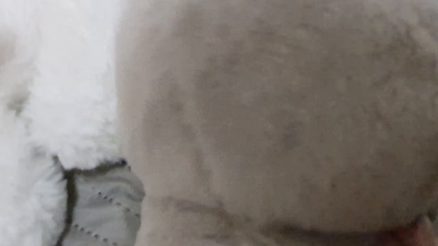 влог с басиком  финей лили и зайкой