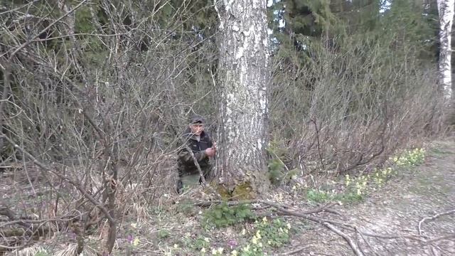 На охоте в весеннем лесу
