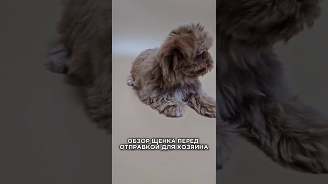 Доставка щенков мальтипу