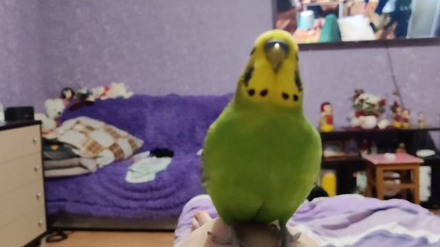 забавные Птичкины красавчики попугайчики Кеша Тиша 🦜🦜🐦🫶