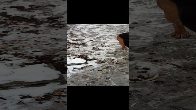 гуляем с Якуром