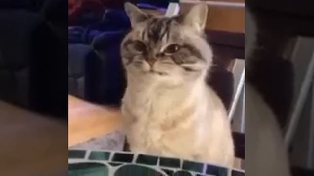 кот