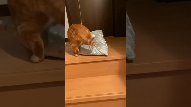 Кот идёт спать.