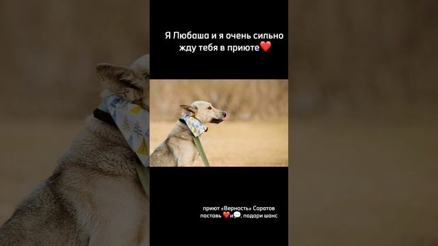 Любаша ищет дом #саратов #вдобрыерукисаратов #верностьсаратов