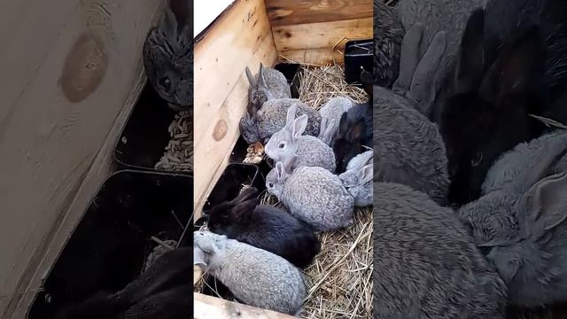 Кролики. Десятеровка. #bunny #rabbitry #animals #rabbitfarming #farming #cute #rabbitbreeds #pets