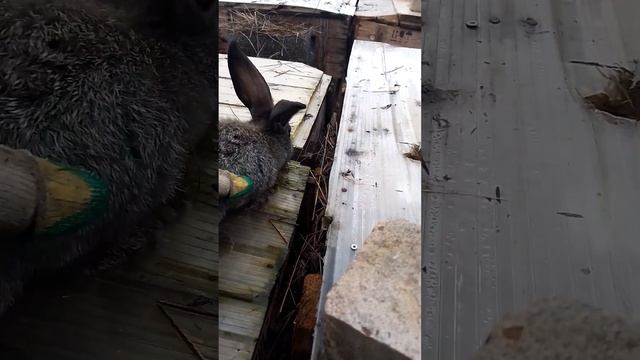 Кролики. Ищем норку. #bunny #rabbitry #animals #rabbitfarming #cute #rabbitbreeds #cuteanimals #pets