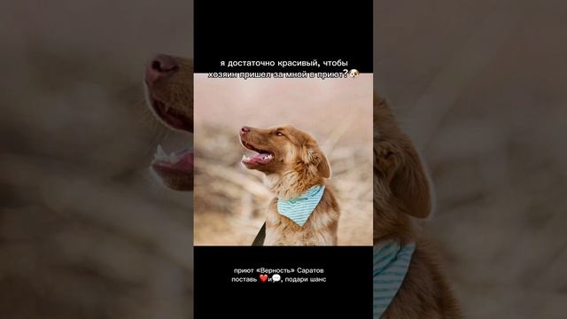 Каштан ищет дом #саратов #вдобрыерукисаратов #верностьсаратов