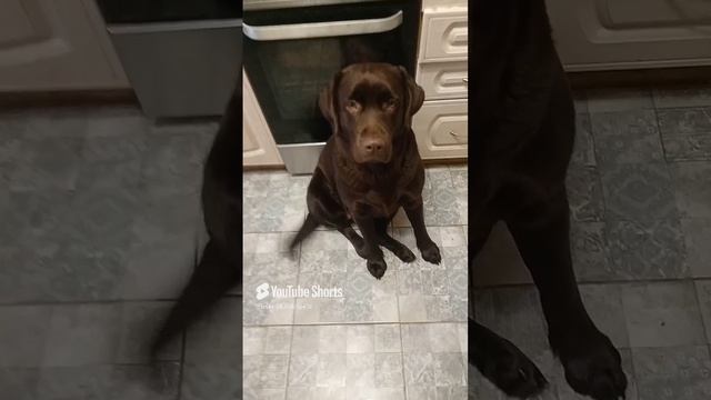 Собака сидит как человек