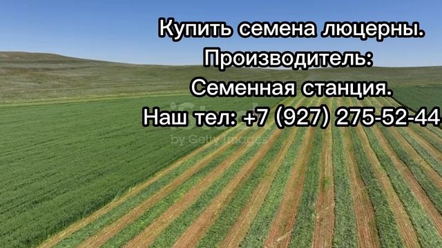 Семена люцерны купить