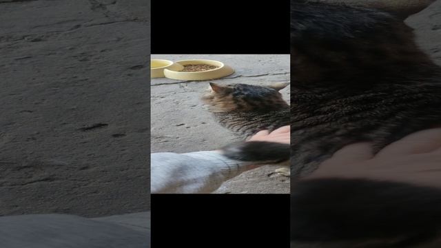 Птицы как-то совсем не ловятся.