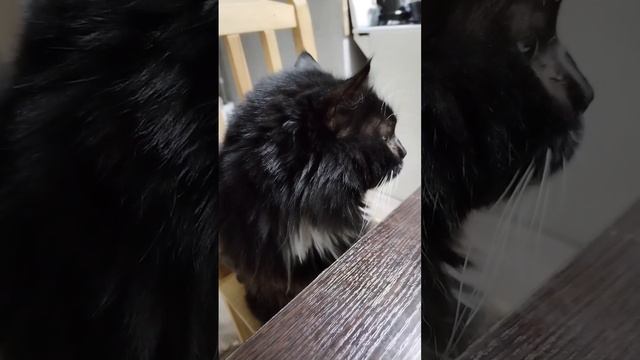 Кот Лис позирует