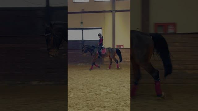 Высокий 4х летний мерин на продажу 🐴🐎