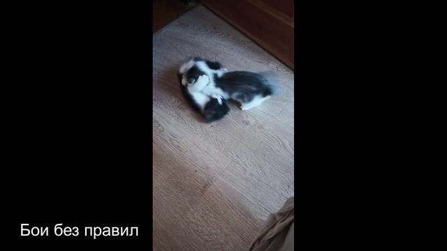 Бои без правил
