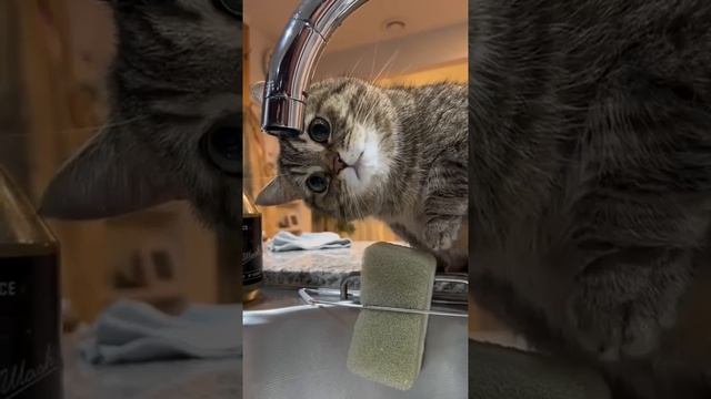 Мы в ВК https://vk.com/life_of_cats
