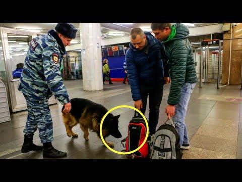 Полицейские расплакались, открыв чемодан, на который кидалась собака!