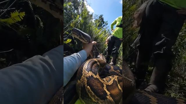 🐍Сетчатый питон конкурирует с гигантской анакондой за титул самой большой змеи в мире