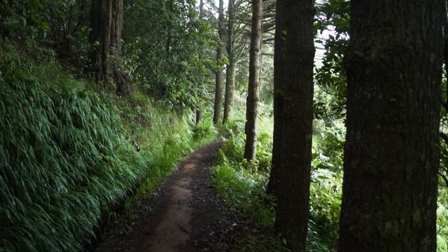 vecteezy_nature-path-in-lined-with-trees-in-forest_10290468